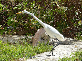 Ardea alba - Grande Aigrette