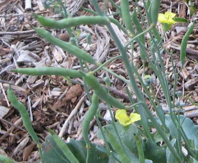 Broccoli flowers & seed pods