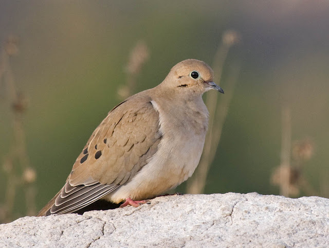 Mourning Dove in good light