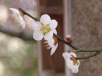 菅公のご紋とピッタリの梅の花