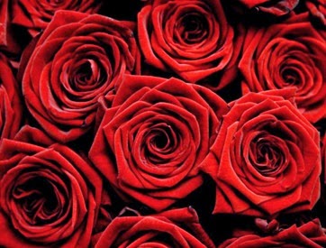 The-red-rose-not-only-carries