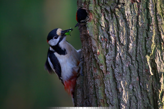 Grote Bonte Specht voert jong bij nest - Great Spotted Woodpecker feeding chick at nest