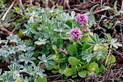 Sea Blush with Seashore Lupine