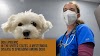 Dog Epidemic: In The United States, A Mysterious Disease Is Spreading Among Dogs ​