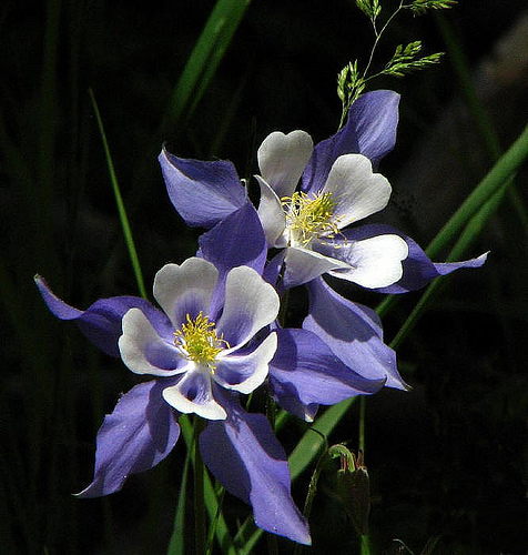 Colorado Columbine