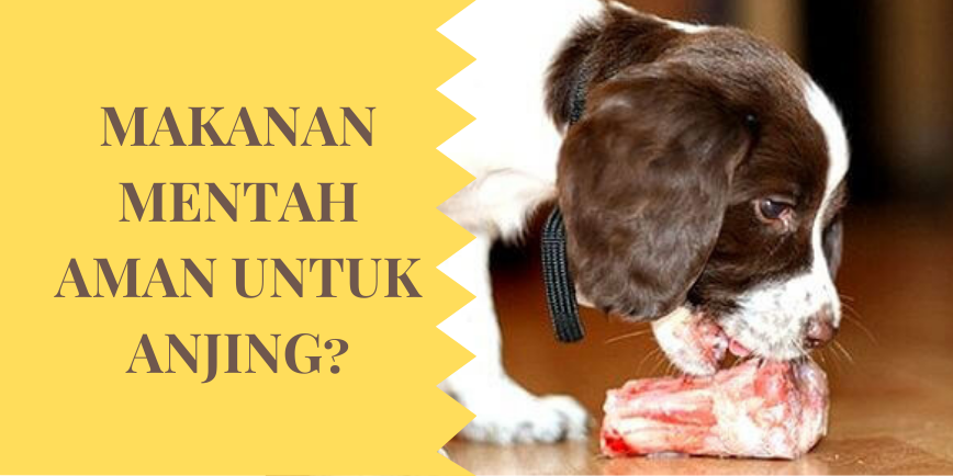 Apakah Makanan Mentah Aman Untuk Anjing?