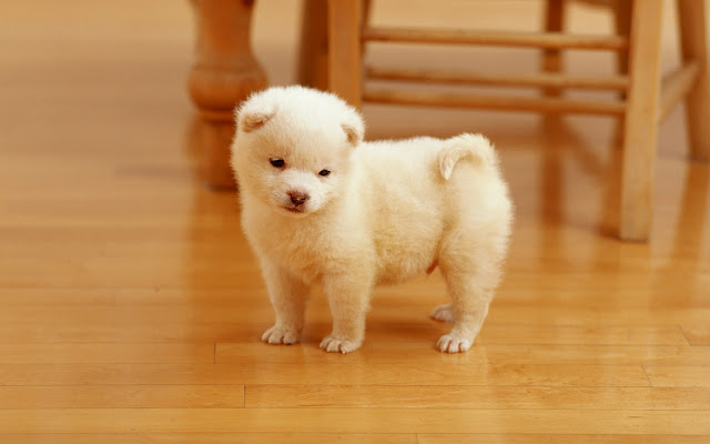 White Cute Dogs