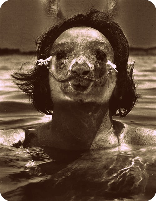 dali llamaold