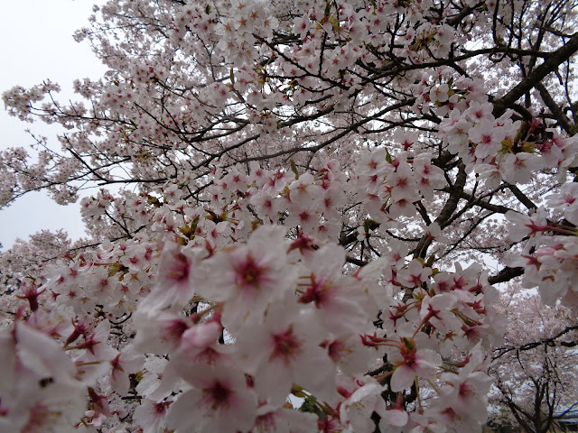 藍野公民館の隣の桜公園のソメイヨシノ桜