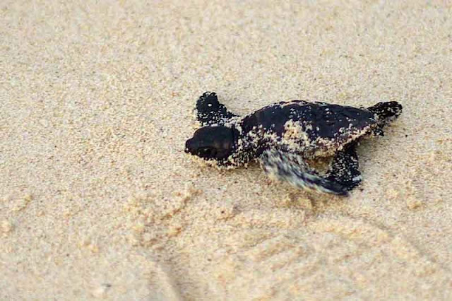 baby sea turtle struggles to leave beach