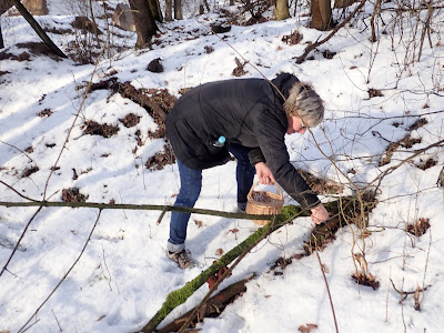 grzyby 2019, grzyby zimowe, zimowe grzybobranie, grzyby w Lasku Wolskim, uszak bzowy, płomiennica zimowa, boczniak ostrygowaty, łycznik późny, grzybówki zimą, żagiew, wrośniaki