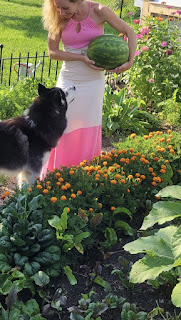 Alexia, wearing a pink and cream sundress, standing in the middle of a blooming garden with a large, green watermelon in her arms and her black and white Siberian husky at her feet looking up at her
