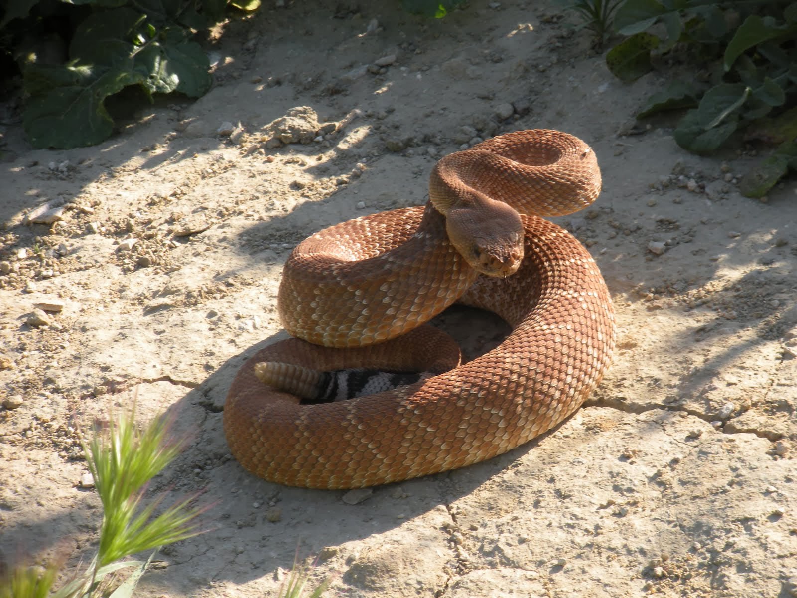 Rattlesnake+Wallpapers+(6)