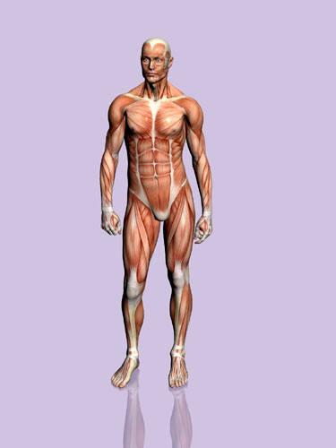 Our body is amazing You can run and jump using your muscles