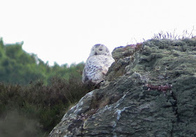 Snowy Owl, Anglesey