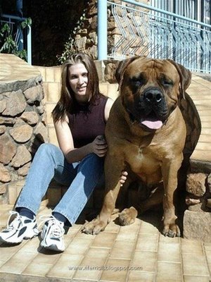 largest dog in world. Crating a large dog will