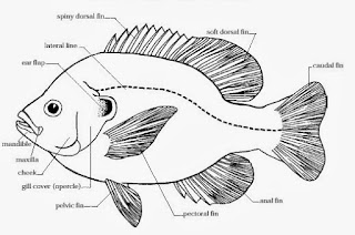 klasifikasi ikan baronang