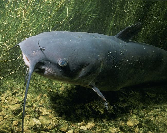 Channel Catfish Kentucky