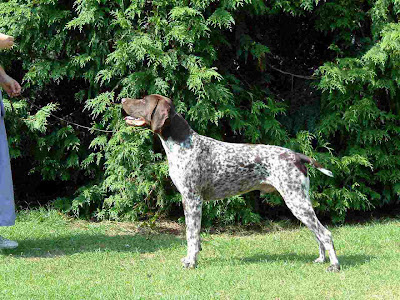 German Shorthaired Pointer