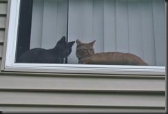 These guys are very friendly.