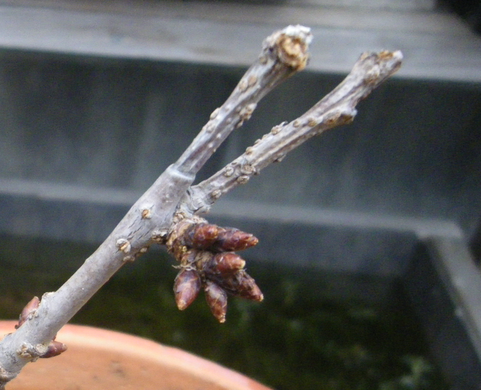 枯れたミニ盆栽を回復させる方法はある 旭山桜で実践 メダカの大工