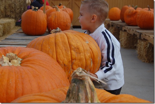 Galloping Grace Pumpkin Patch 032