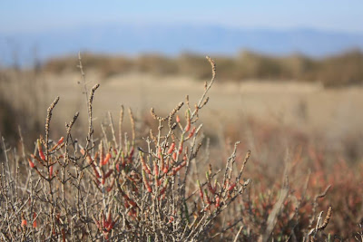 El Trabucador in El Delta de l'Ebre