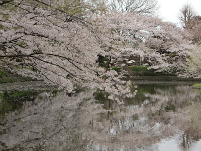 源氏池の桜