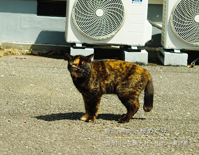 三島で見かけた猫さん