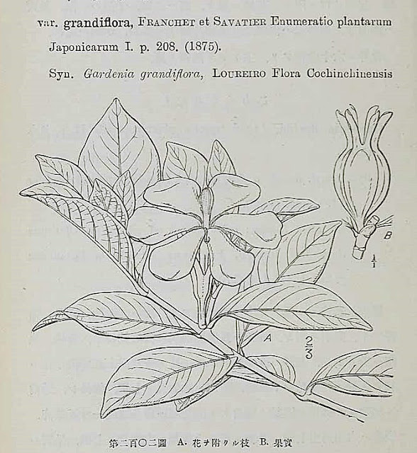 Gardenia jaśminowata Gardenia jasminoides Cape jasmine owoce herbata z owoców gardenii Zhizi tcm stosowanie właściwości smak uprawa naturalne barwniki