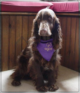 Field Spaniel Cute Dog IMage