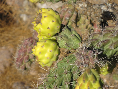 cholla