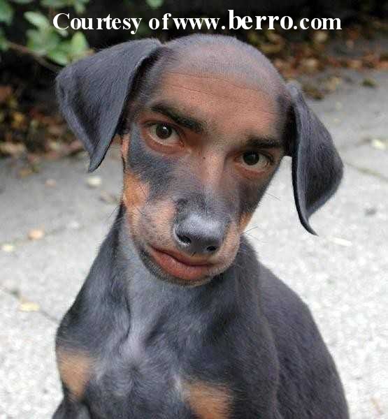 Funny orkut scraps funny dog pictures with human face