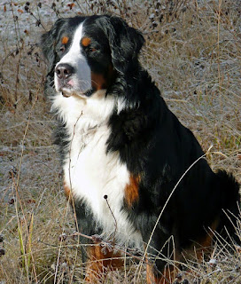 bernese mountain dogs pictures