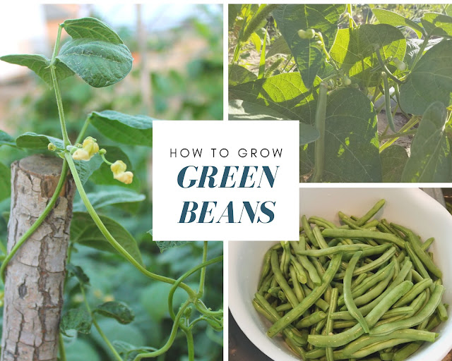 how to grow green beans