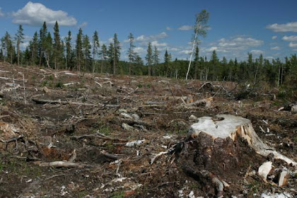 Kesan Kemusnahan Hutan Terhadap Alam Sekitar / Alam Sekitar Kesan Kesan Aktiviti Manusia Terhadap Alam Sekitar - • • • banjir kilat pencemaran udara pencemaran air beberapa contoh aktiviti manusia yang telah menyebabkan kemusnahan alam sekitar adalah :