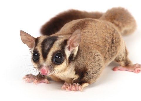  Sugar  Glider  Pet Yang Comel Ini Cerita PUAN KUTU 