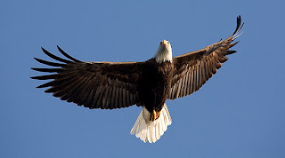 Eagle Bird Pictures