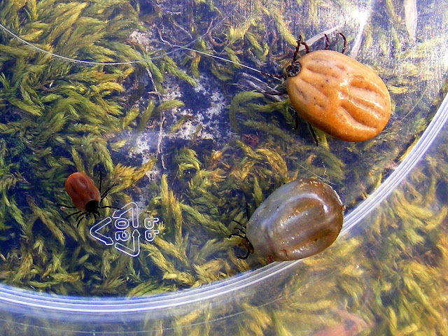 Left, Castor Bean Tick Ixodes ricinus and two Ornate Cow Tick Dermacentor reticulatus, right. Indre et Loire. France. Photo by Loire Valley Time Travel.