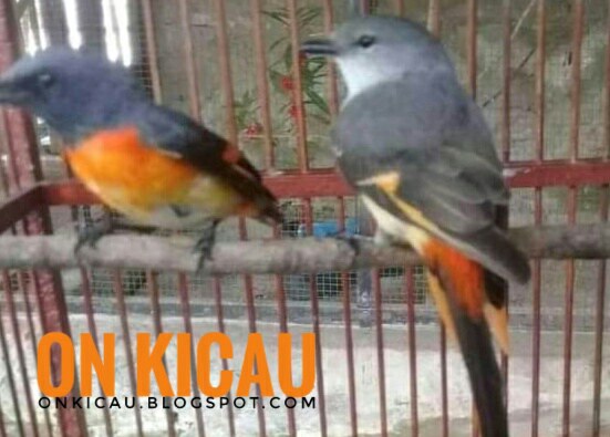 gambar burung mantenan jantan dan betina muda / anakan