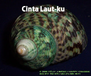 belajar mollusca