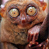 Tarsiers Facts - Amazing Facts