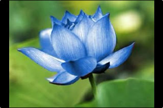 Picture of a Blue Lotus: In Buddhist symbolism, the growth of the lotus represents the progression of the soul from the material to spiritual awareness