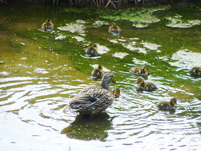 duck and ducklings