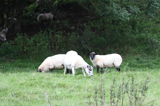 S...H...E...E...P...Y  Sheepy Dance.