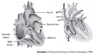 Jantung Manusia