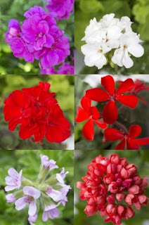 Pelargonium For Europe Varieties