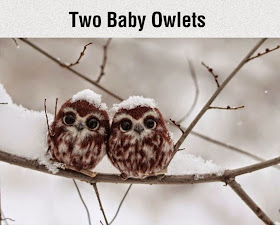 la reines blog wünscht Frohe Weihnachten - Baby Owls Winter