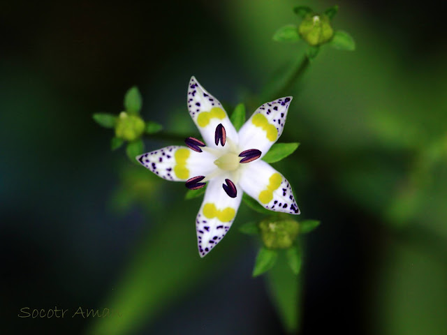 Swertia bimaculata