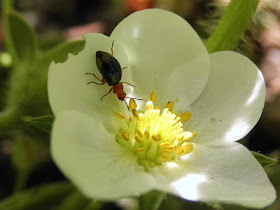 insecto en una flor de fresa